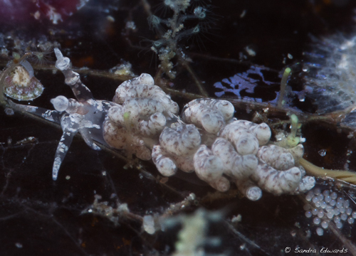 Darwin and a Galapagos for Nudibranchs