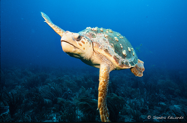 Summer of the Sea Turtle