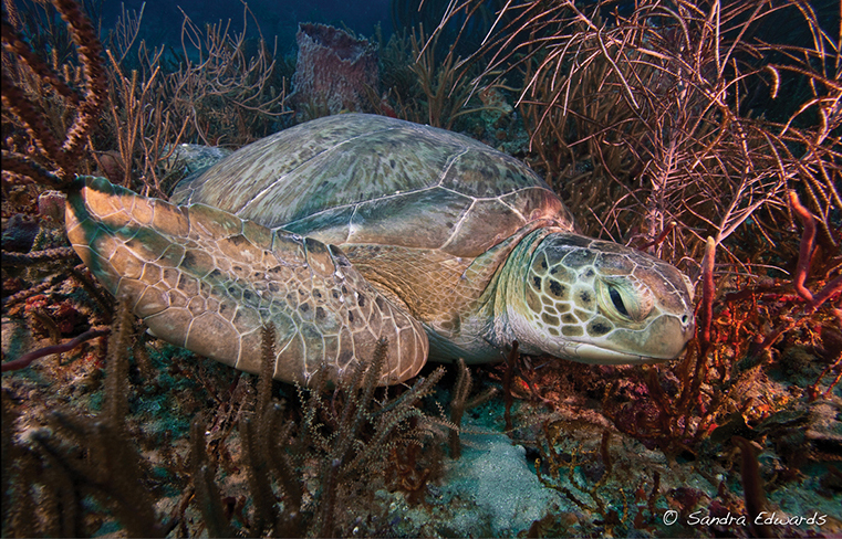 Summer of the Sea Turtle