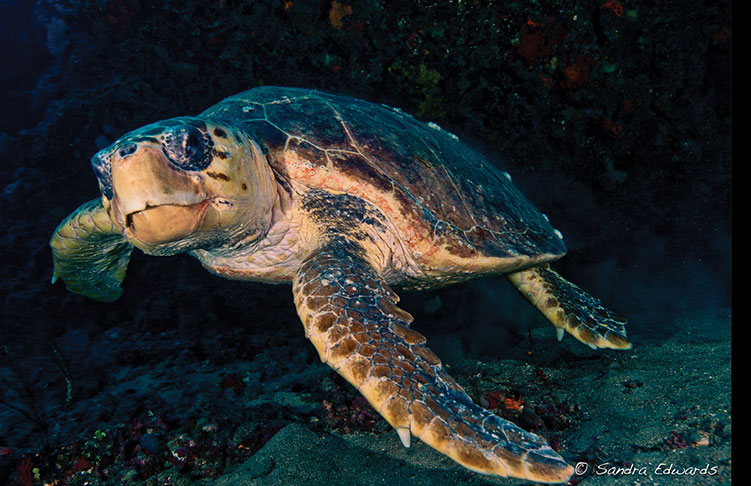 Summer of the Sea Turtle