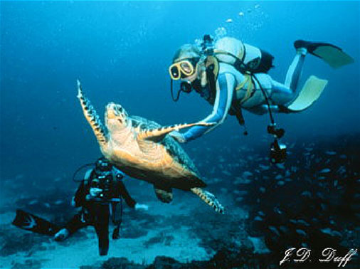 Summer of the Sea Turtle