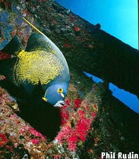 sanjacinto angel fish